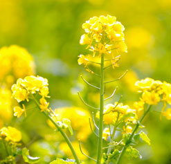 mustard flower