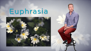 Descubra los remedios de la naturaleza | Euphrasia